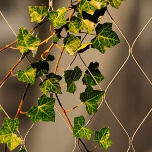 RVS kabelnetten toegepast als ondersteunend netwerk voor groengevels, gemaakt van roestvrij staal, flexibel en duurzaam met een groene gevel als decoratieve achtergrond.